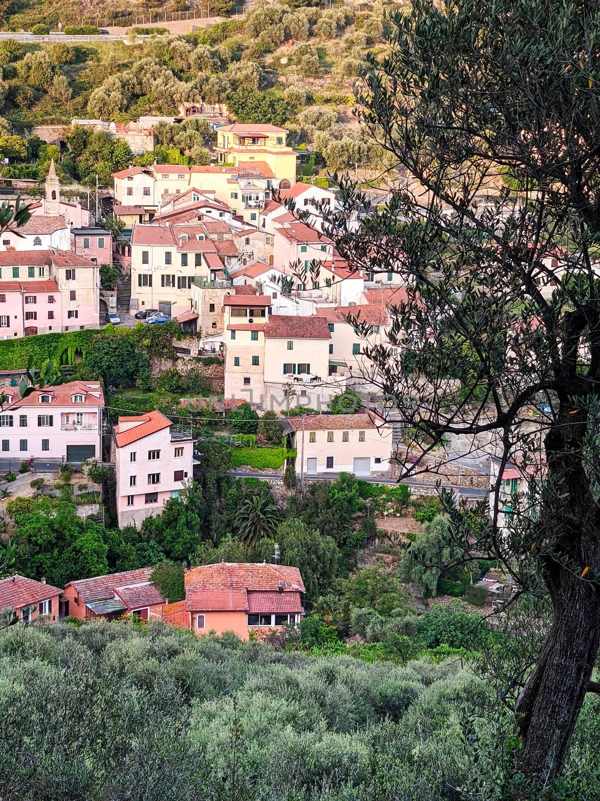 Olive grove panorama of the village of Ligure with olive tree in the foreground, travel reportage