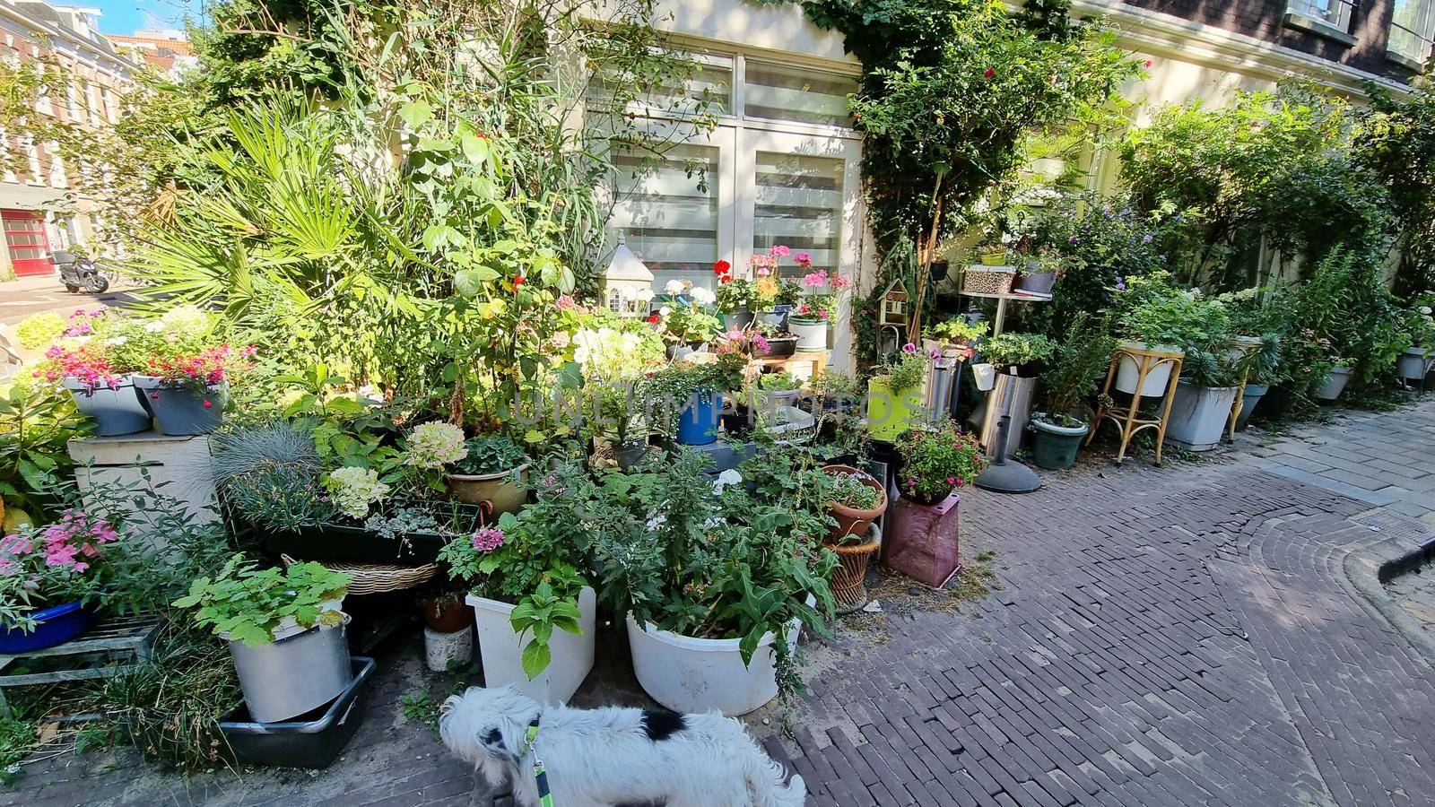 Typical street view with pots of flowers in Amsterdam Netherlands. Old European city summer landscape by anytka