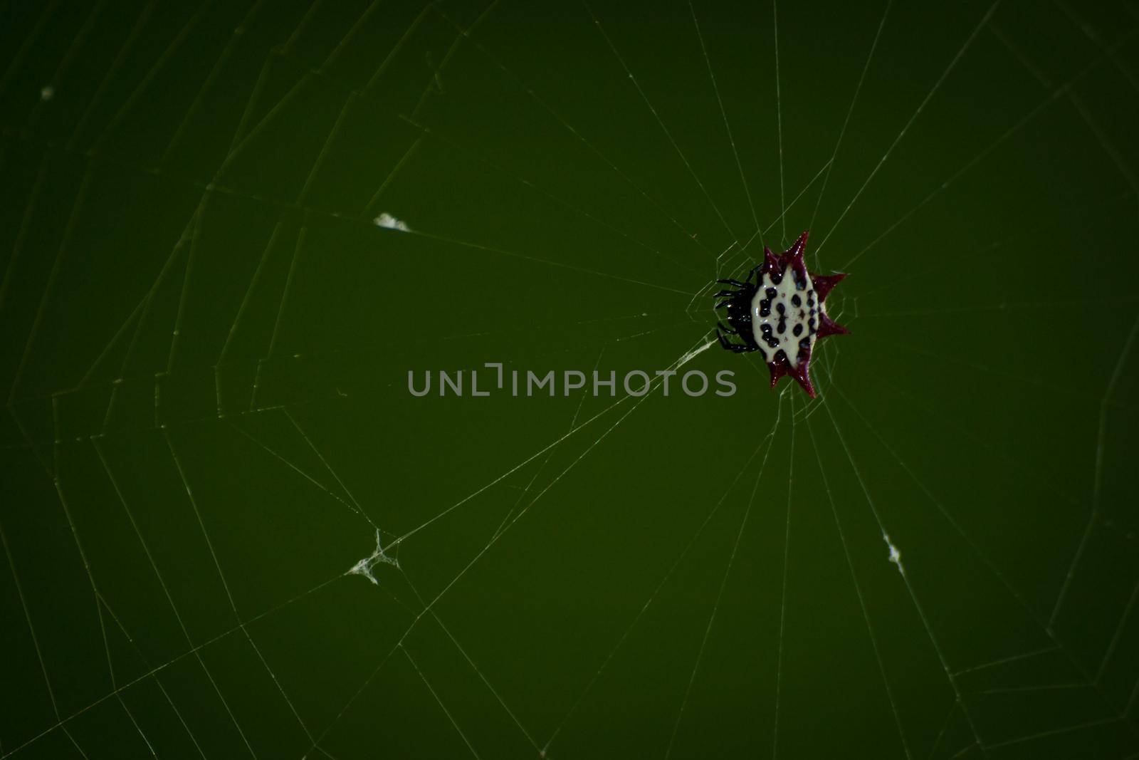 Micrathena Spider on Key West, Florida.