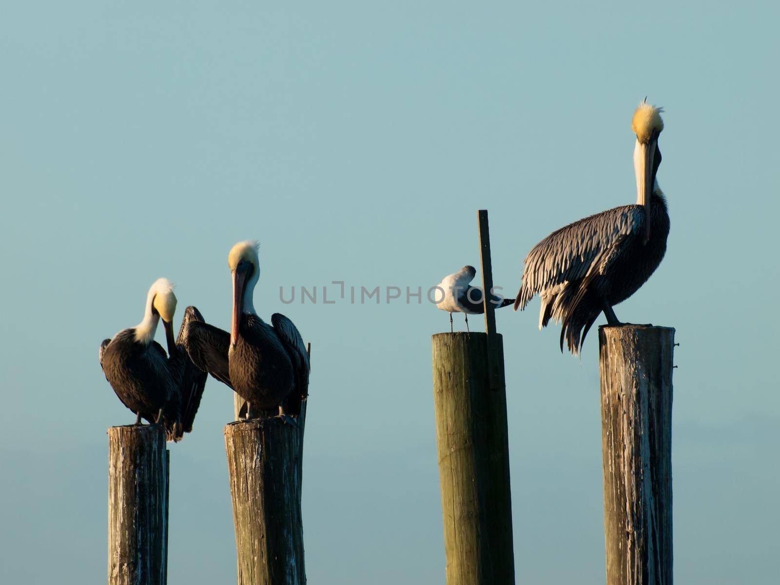 Brown pelican at the Chokoloskee Island.