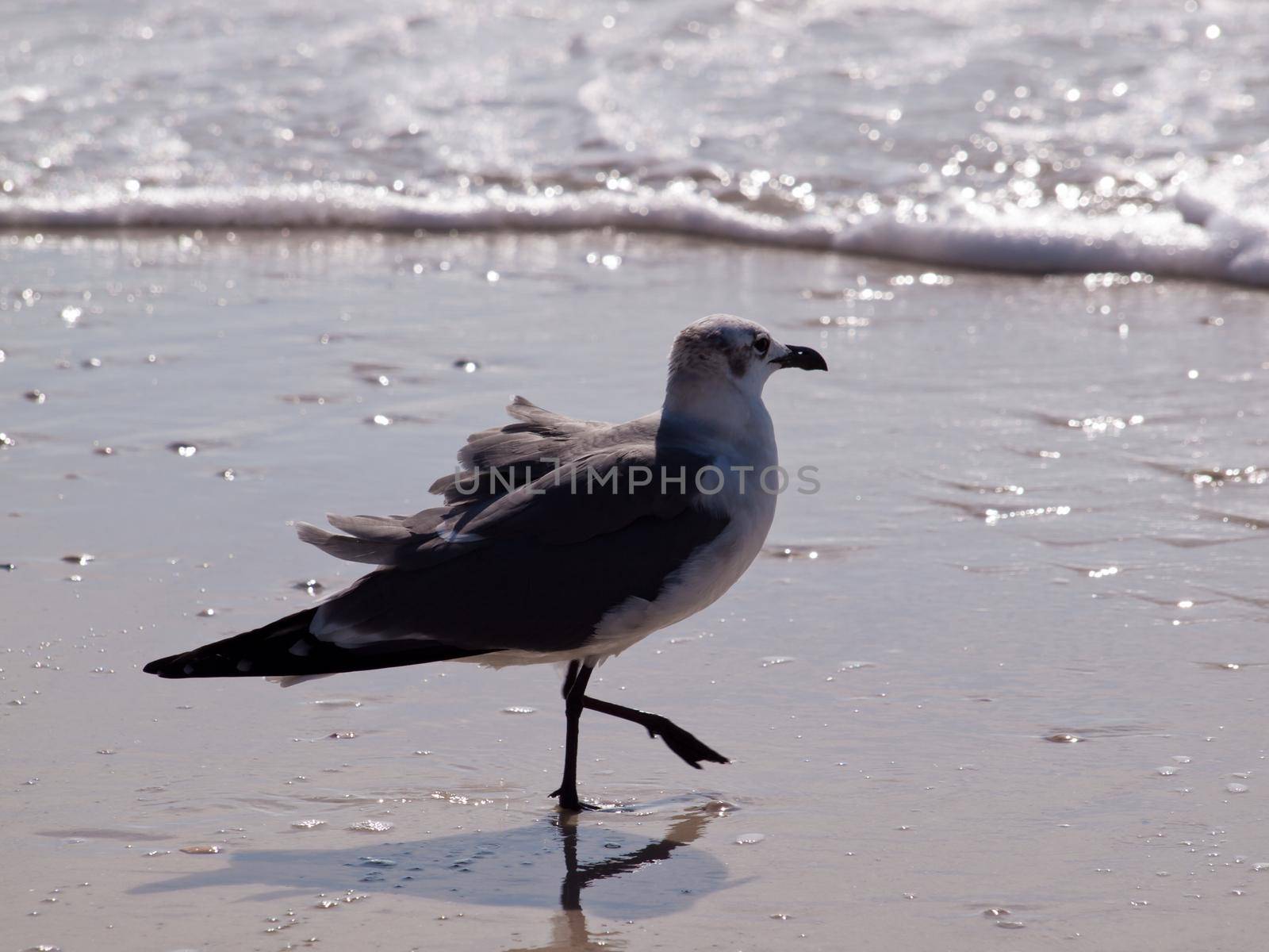 Seagull at Mexico Beach, Florida.