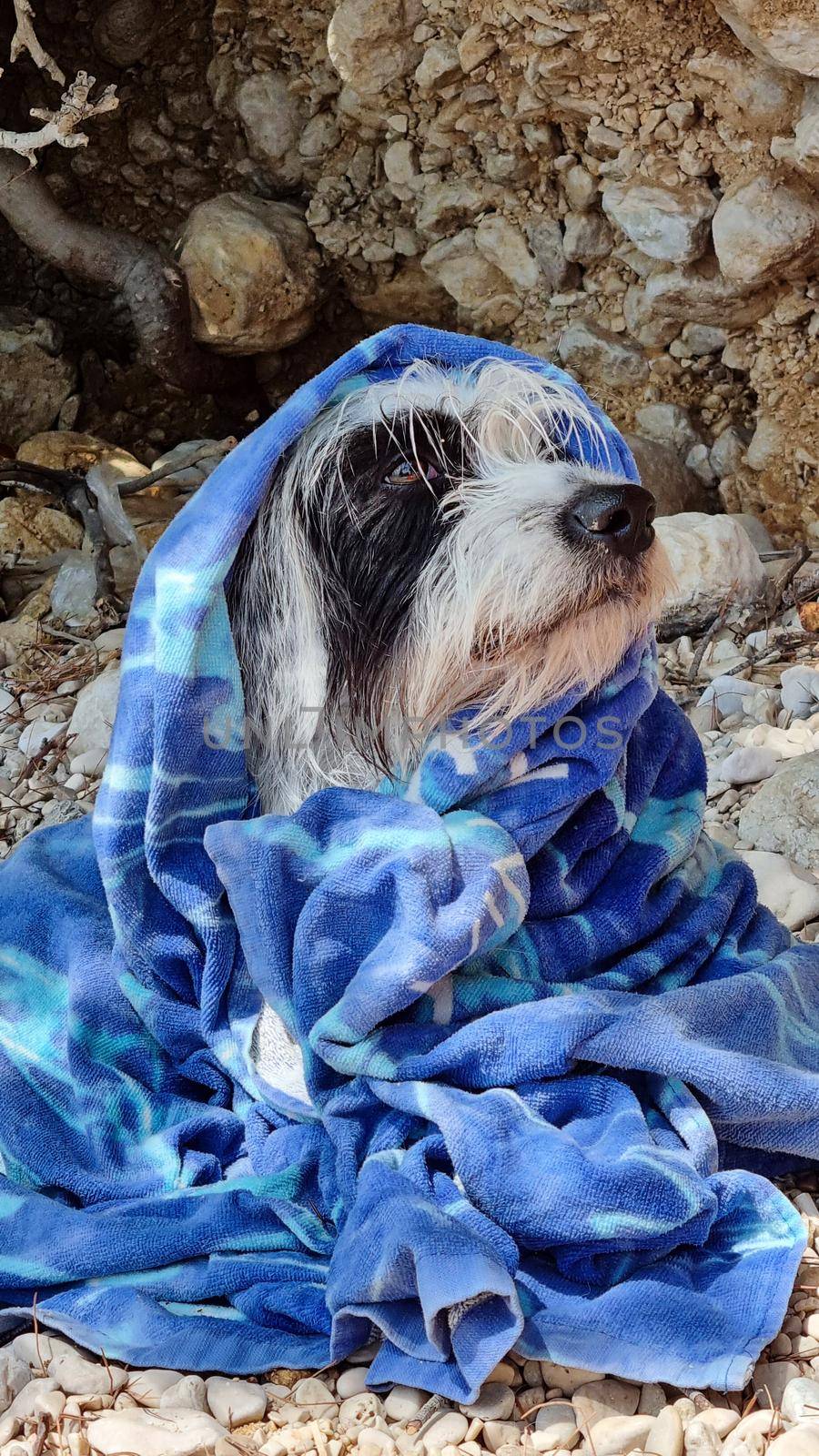 Beach towel wrapped around a dog sitting on the beach by anytka