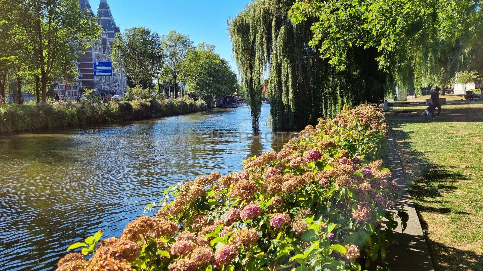 Channel in Amsterdam Netherlands. Big trees near river Amstel landmark. Old European city summer landscape by anytka