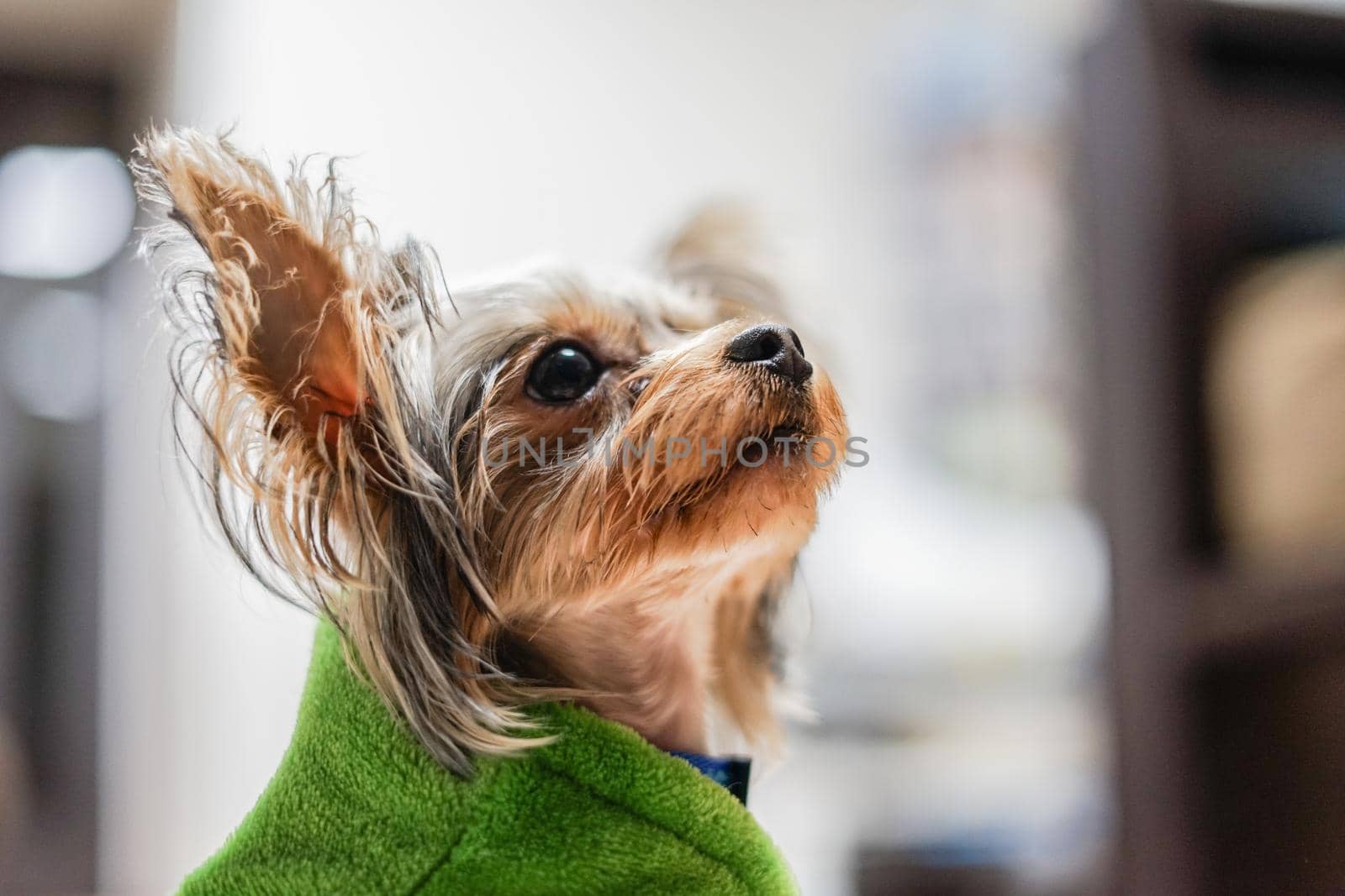 Cute Yorkshire Terrier (Companion Animal). Shooting Location: Tokyo metropolitan area