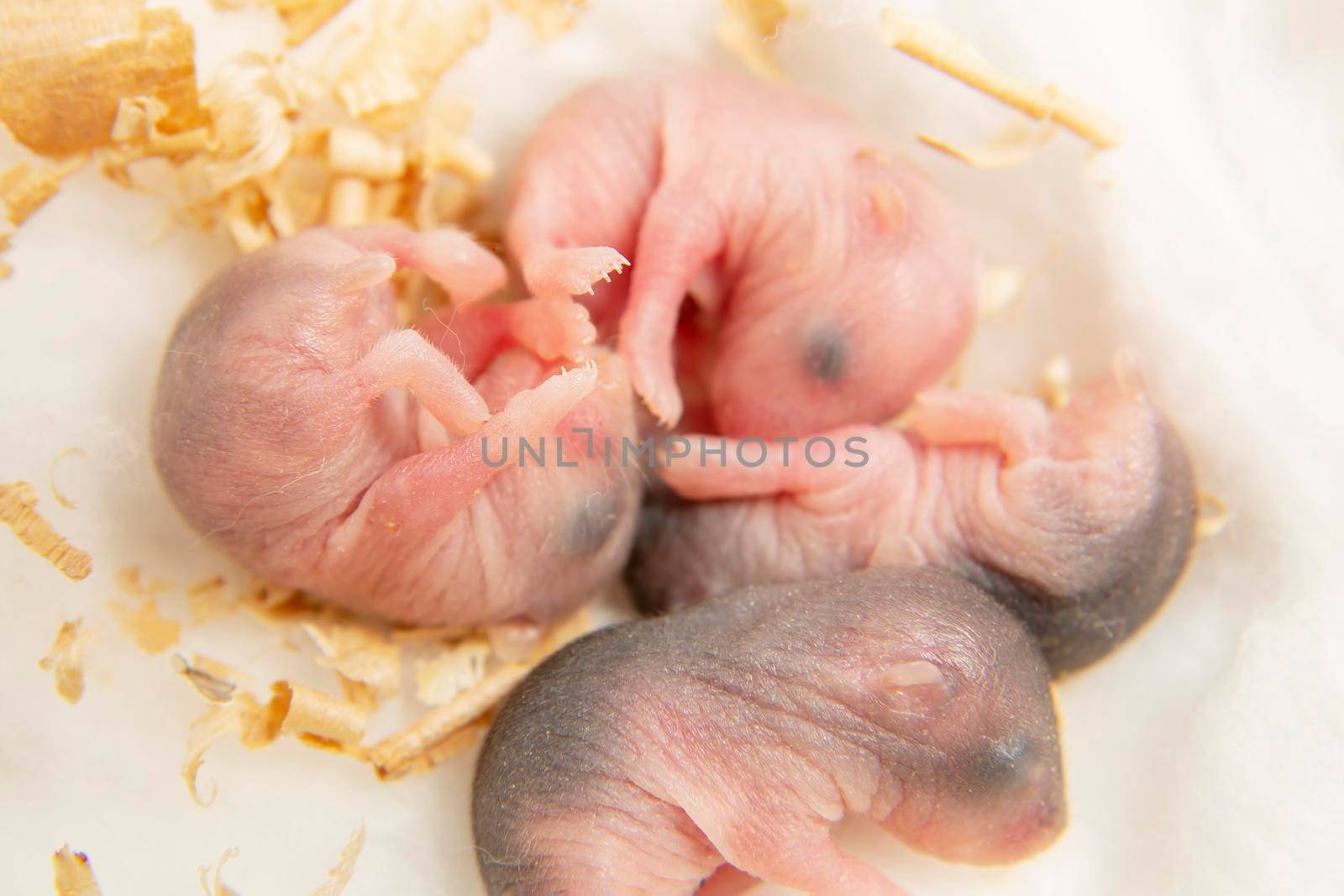 Little hamsters are naked. A family of rodents are lying in a nest. Newborn hamster cubs without fur. Pets.