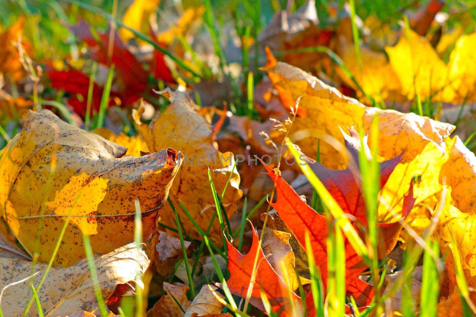 Soft light falls on fallen yellow leaves on the grass