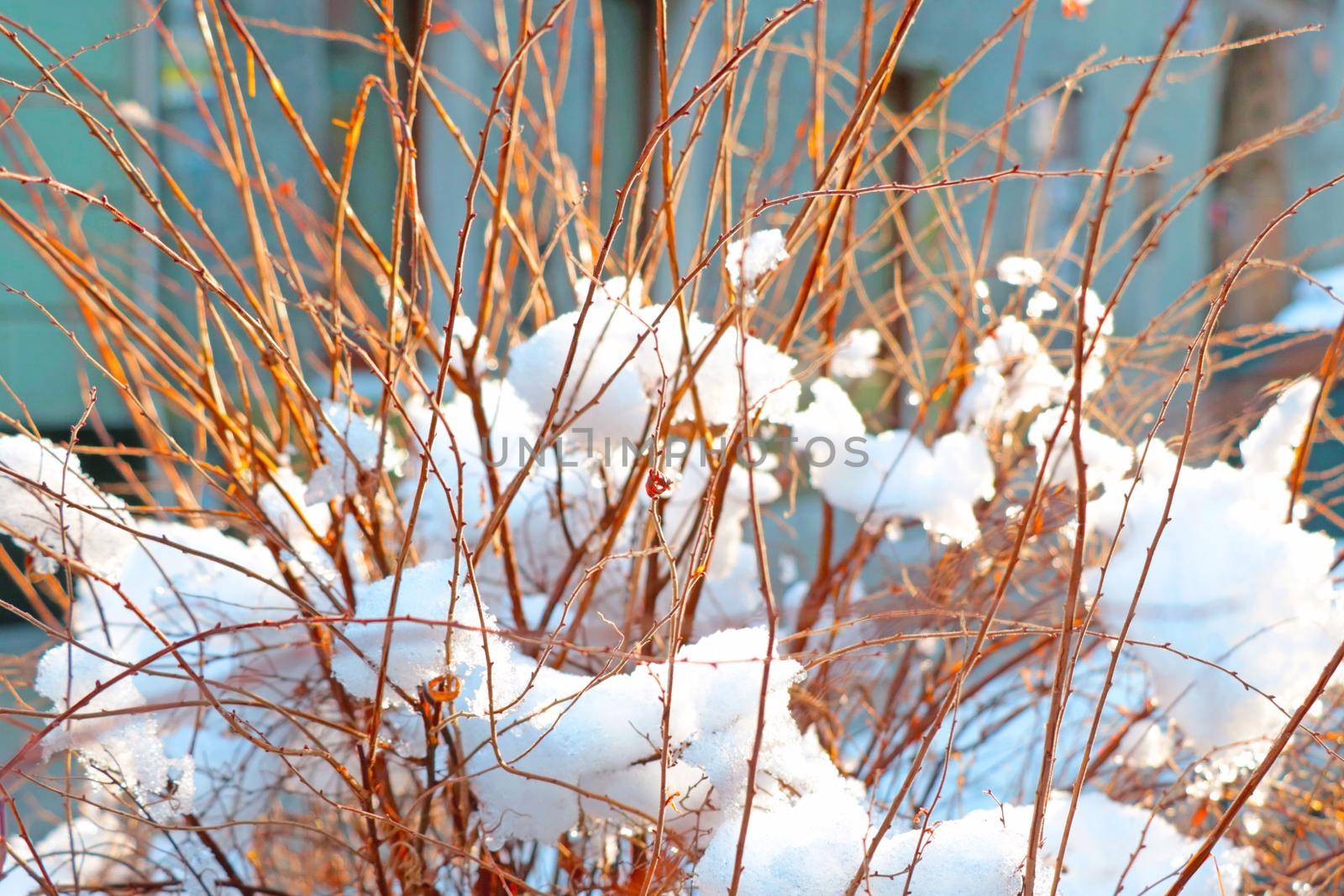 Dry bushes covered with snow on a winter day