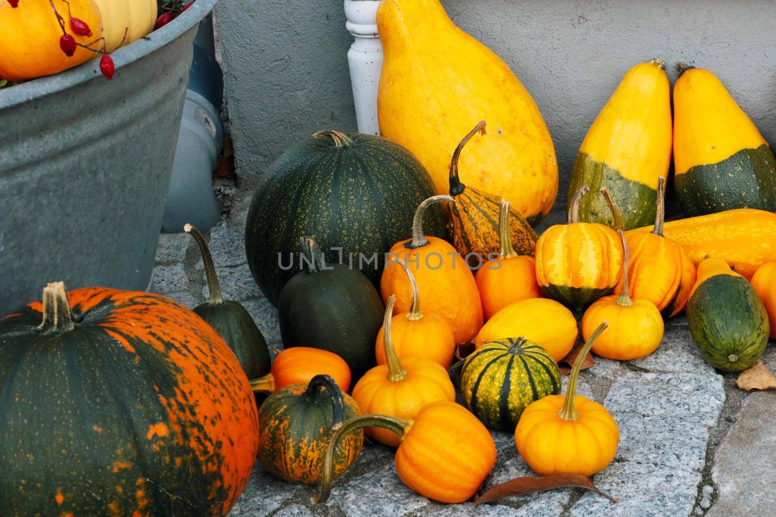 View of harvested pumpkins from the field in autumn. Harvest. Preparing for Halloween