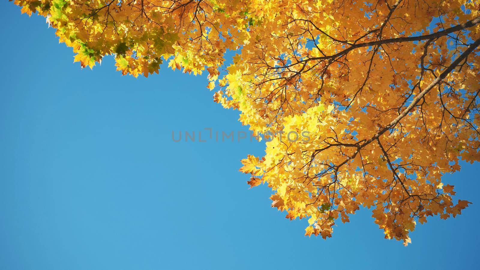 Maple branches in the fall against the blue sky