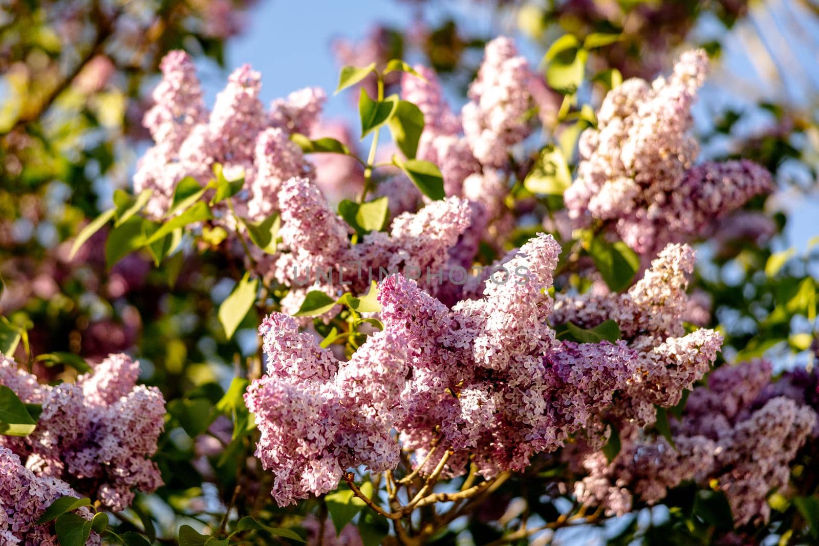 Lilac flowers on blue sky background. End of winter, spring time. Close-up view. Beautiful nature, blossom. Sunny weather. Syringa vulgaris