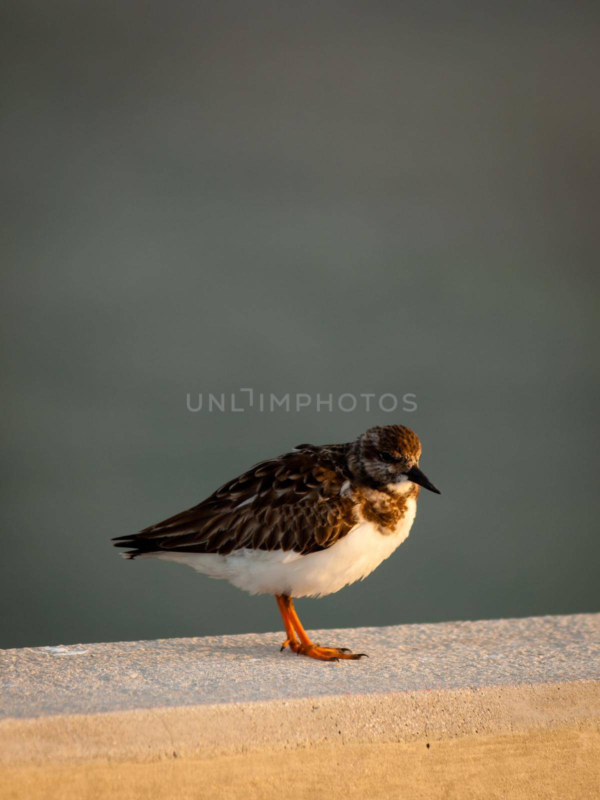 Small bird sitting on Seven Mile Bridge, Florida.