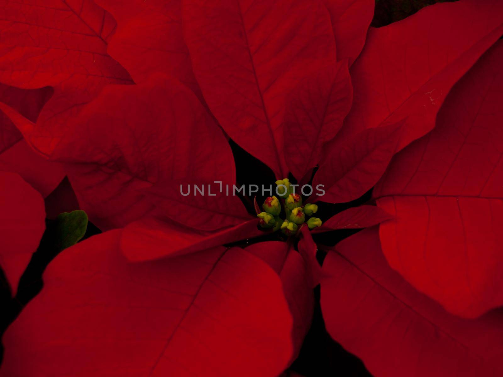 Rows of red poinsettia plants being grown at a Colorado nursery in preparation for the holiday season.