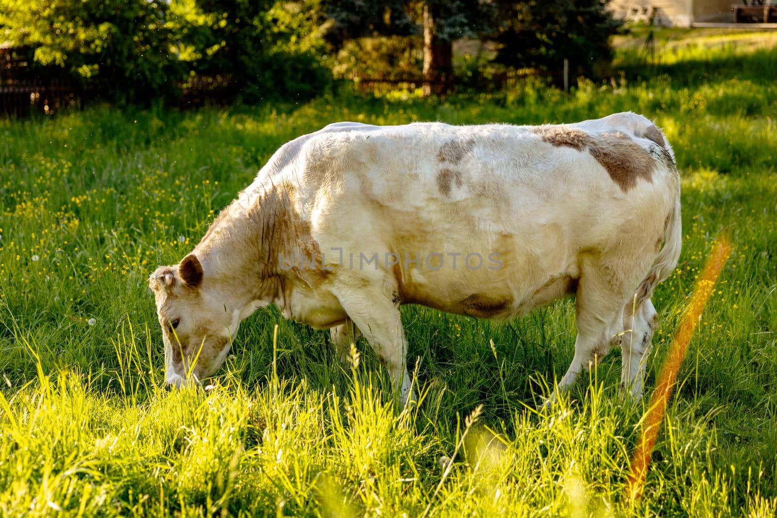 Cow on the meadow, eating grass. Farming outdoor. Beautiful landscape with sun light. Animal of farm. Sunny evening, amazing weather. Beauty of the nature, rural life. by creativebird