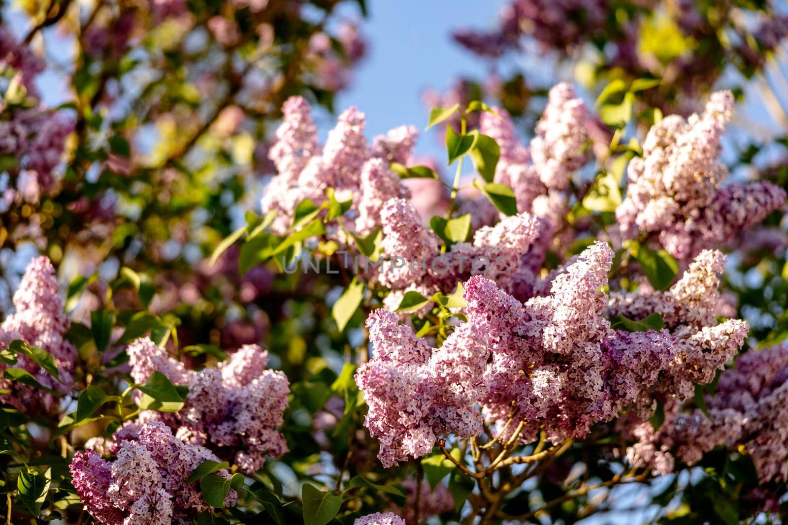 Lilac flowers on blue sky background. End of winter, spring time. Close-up view. Beautiful nature, blossom. Sunny weather. Syringa vulgaris. by creativebird