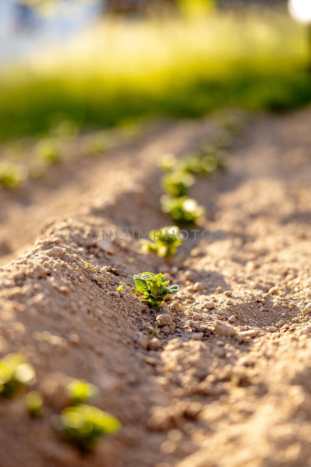 Seedlings growing up from fertile soil in the farmer's garden, morning sun shines. Ecology and ecological balance, farming and planting. Agricultural scene with sprouts in earth, close up. Soft focus