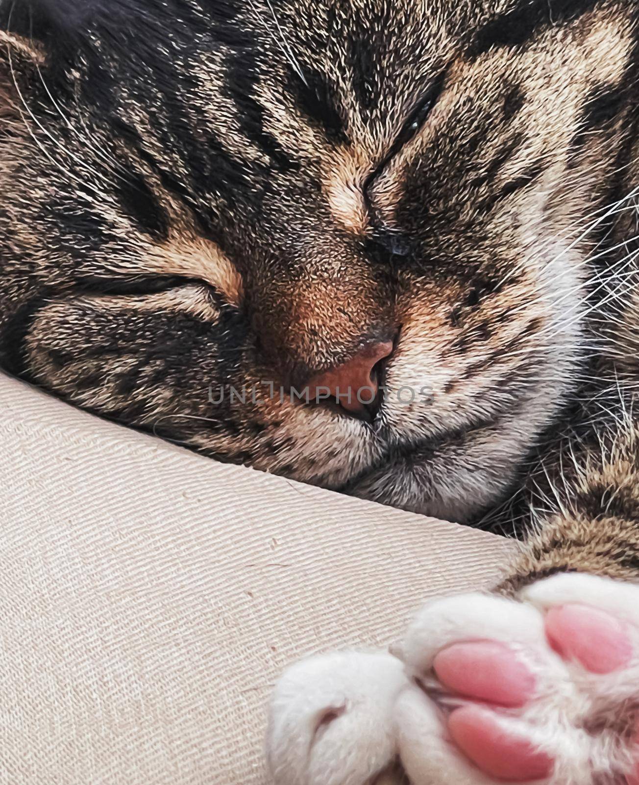 Beautiful female tabby cat at home, adorable domestic pet portrait, close-up