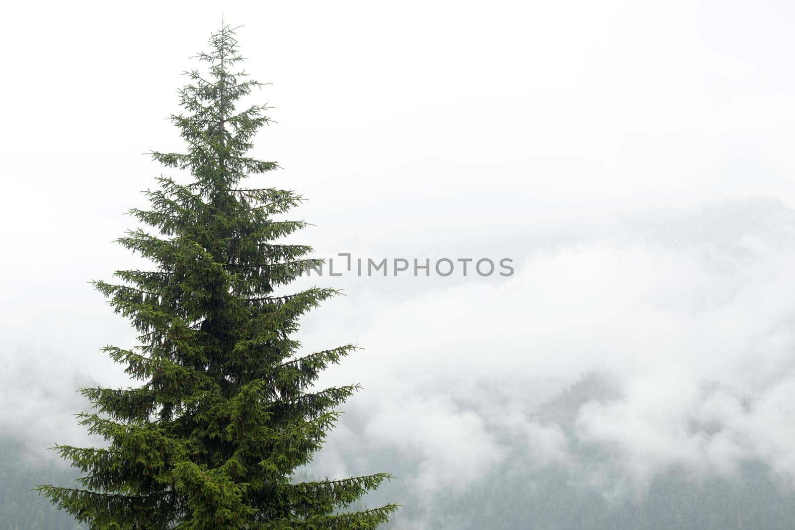 Big spruce against the backdrop of a misty mountain