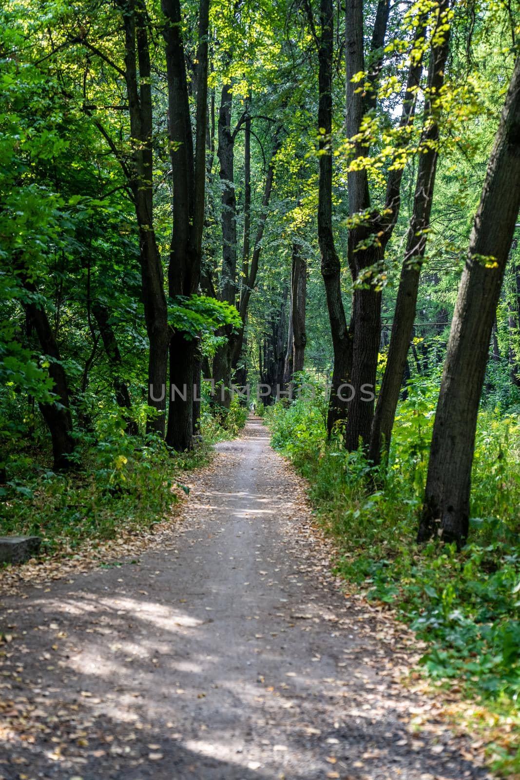 Paths in the park area. dirt road in the city park by lempro