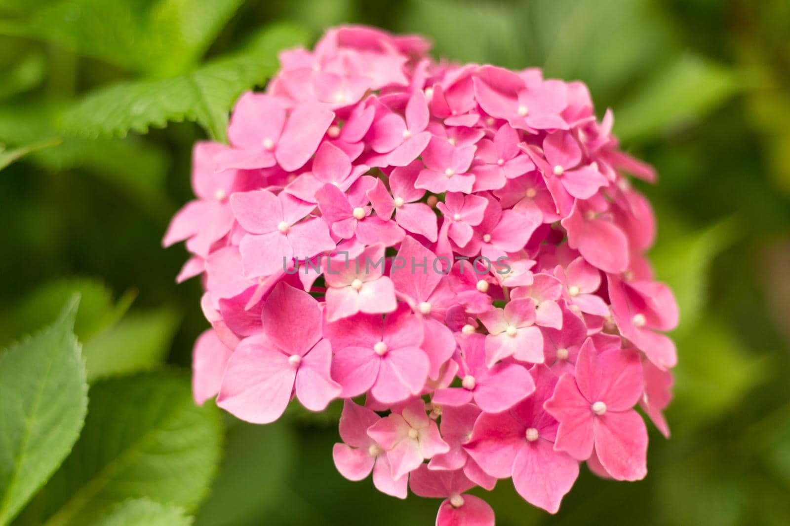 Close up light pink hortensia fresh flowers on blur background