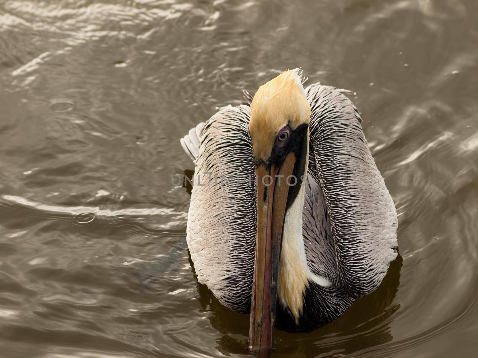 Brown pelican at the Chokoloskee Island.