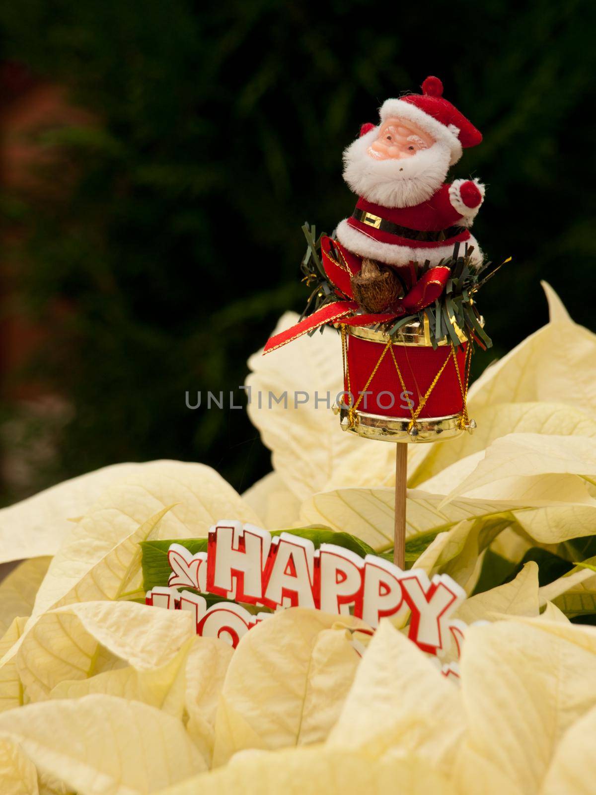 Rows of white poinsettia plants being grown at a Colorado nursery in preparation for the holiday season.