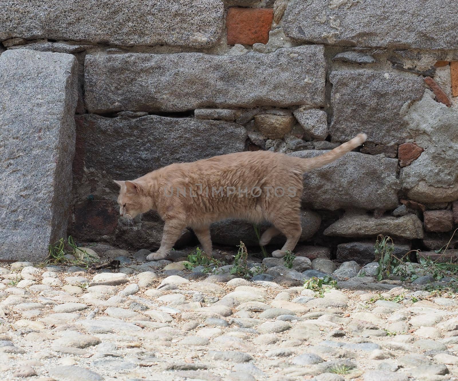 orange domestic tabby cat aka housecat scientific name Felis catus