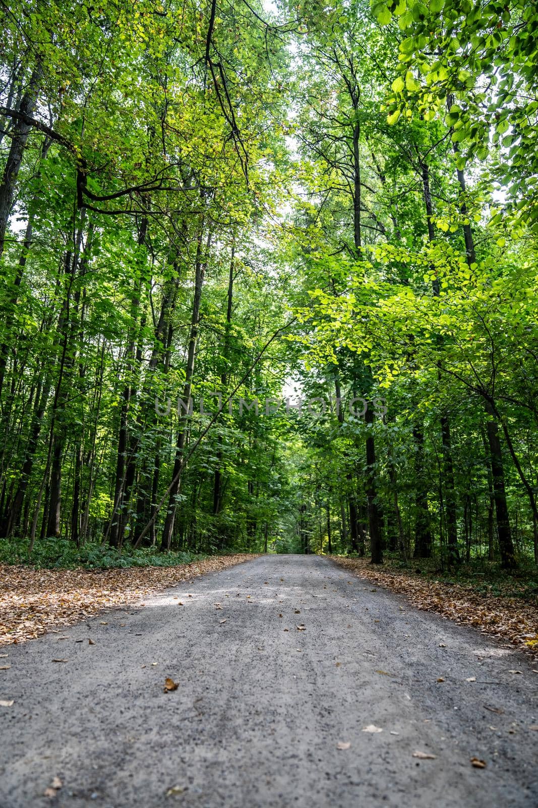 Paths in the park area. dirt road in the city park by lempro