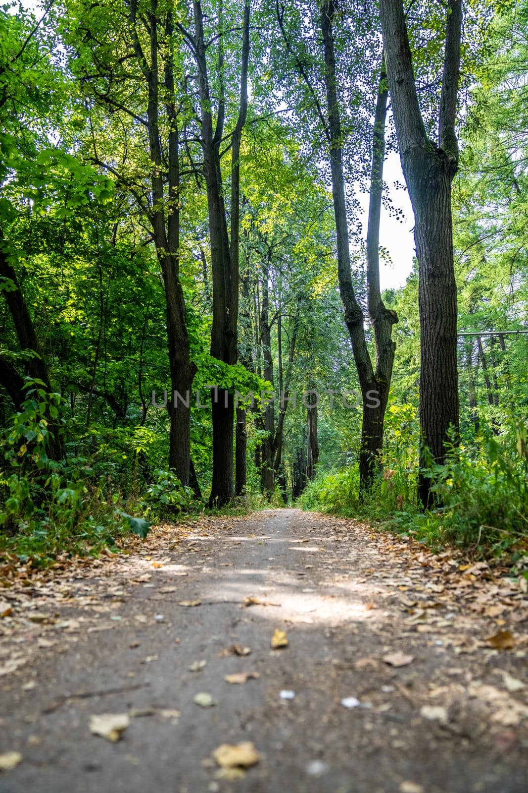 Paths in the park area. dirt road in the city park by lempro