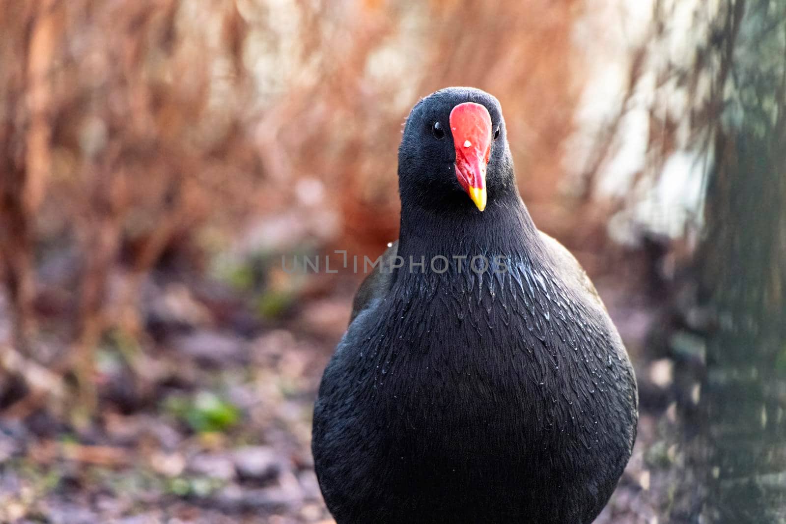 Portrait of a common British moorhen with red beak in the wild by StefanMal