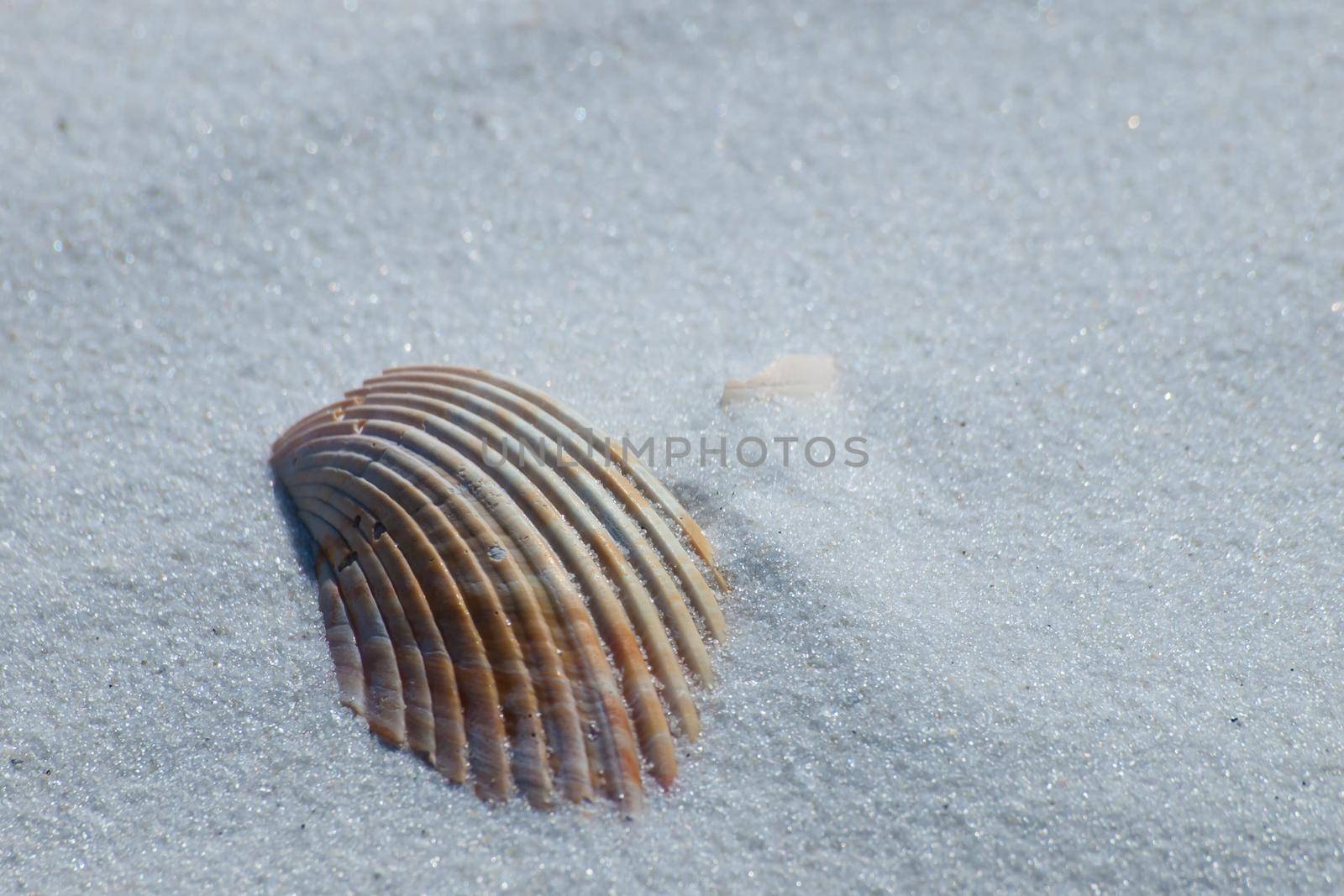 Ocean shell on Mexico Beach, Florida.