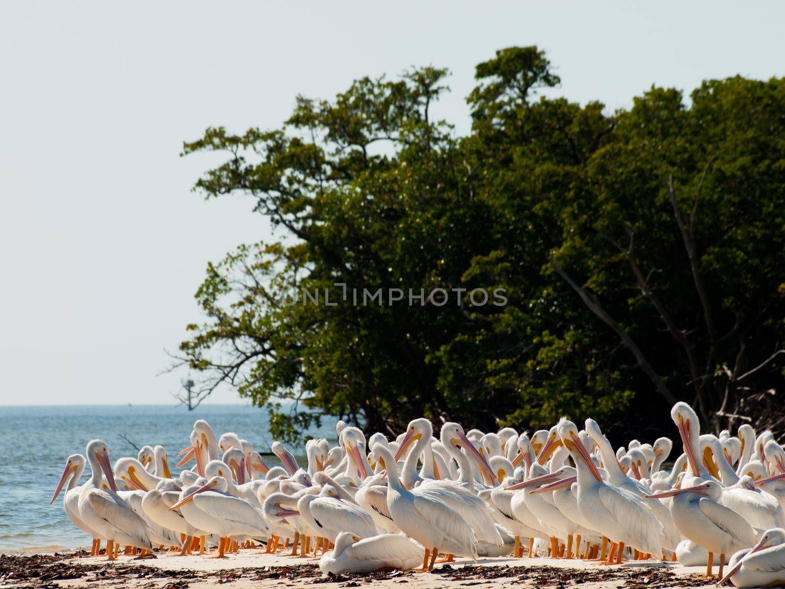 White pelicans at the Chokoloskee Island.