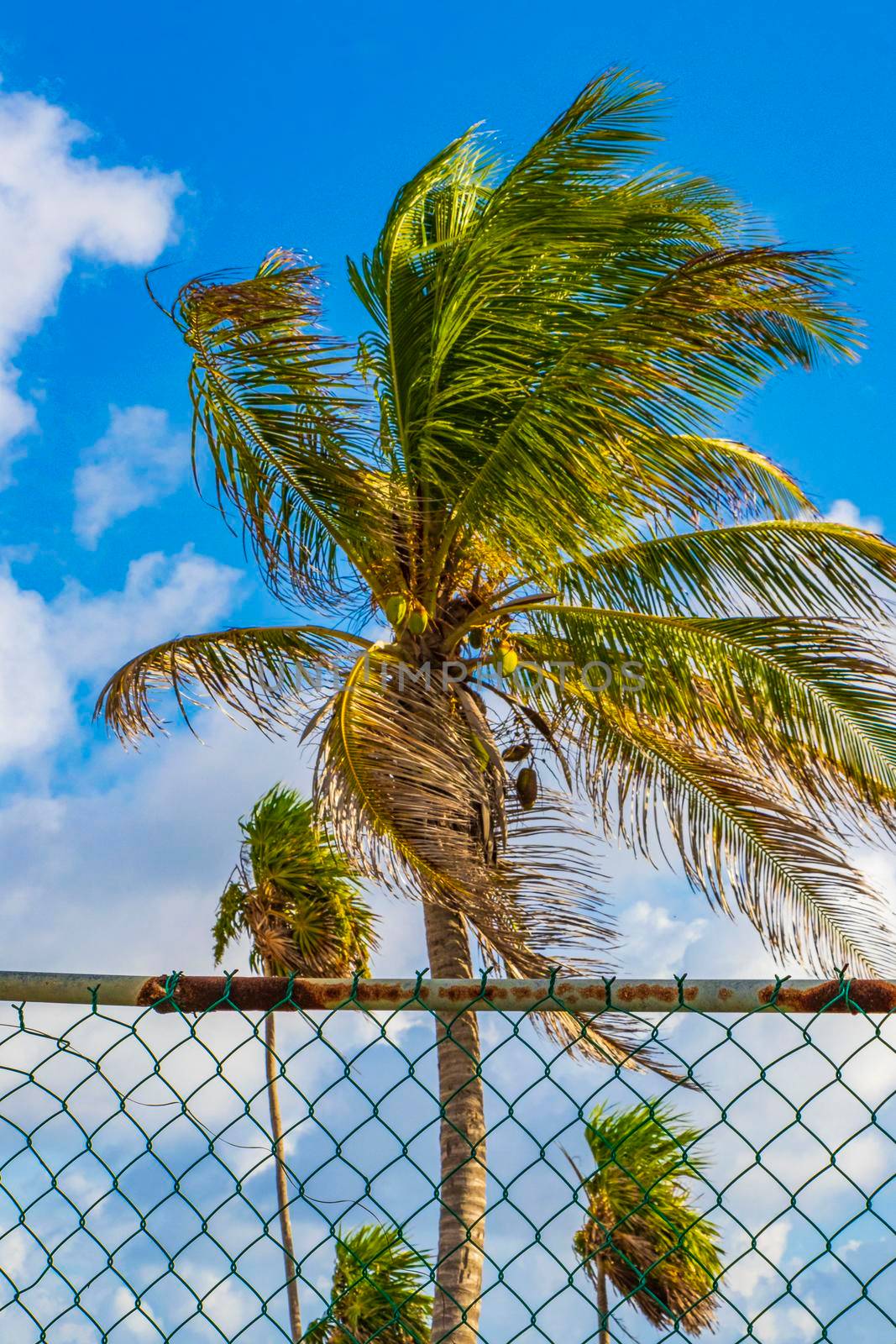 Tropical natural palm tree coconuts blue sky in Mexico. by Arkadij