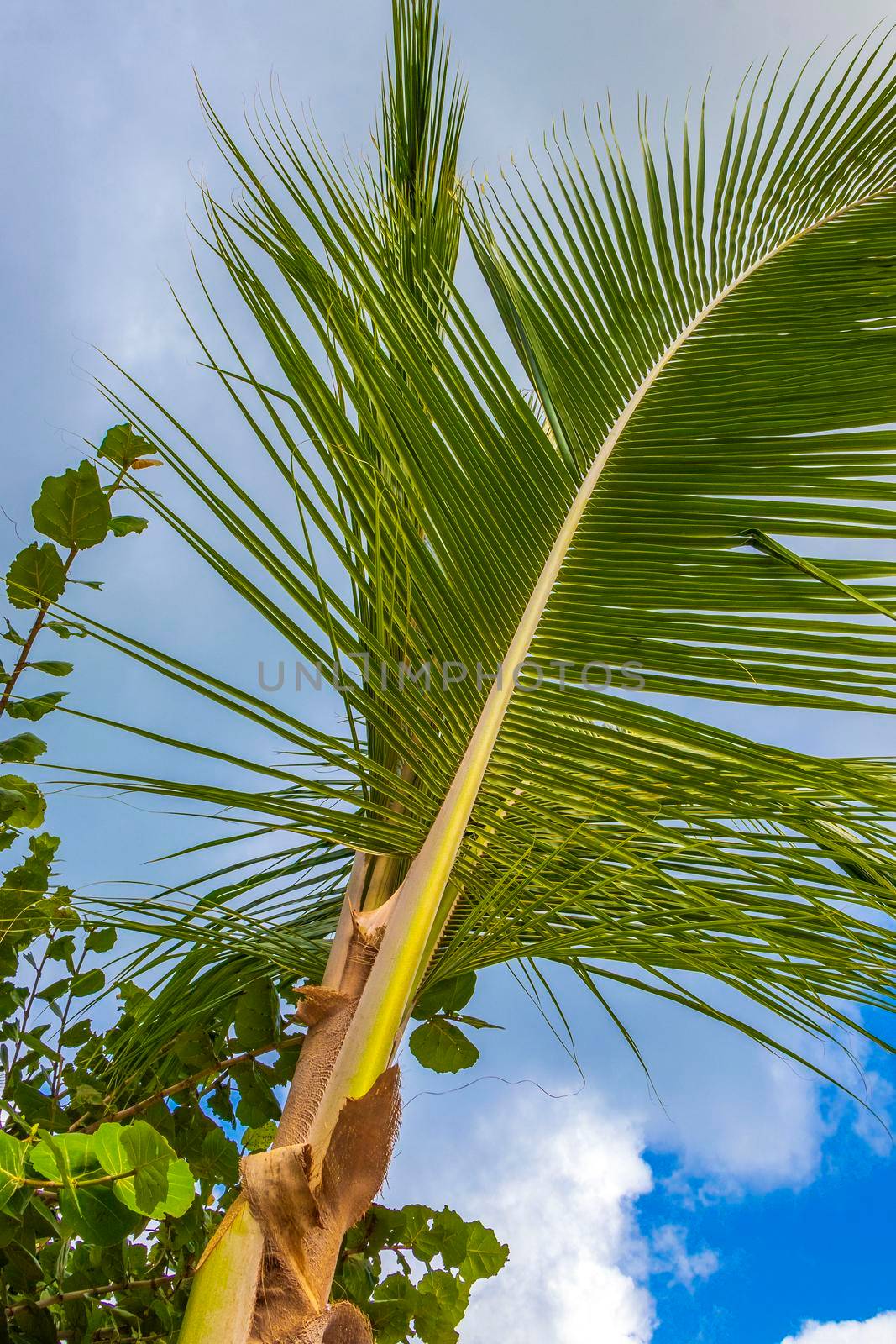 Tropical natural mexican palm tree with coconuts and blue sky background in Playa del Carmen Quintana Roo Mexico.