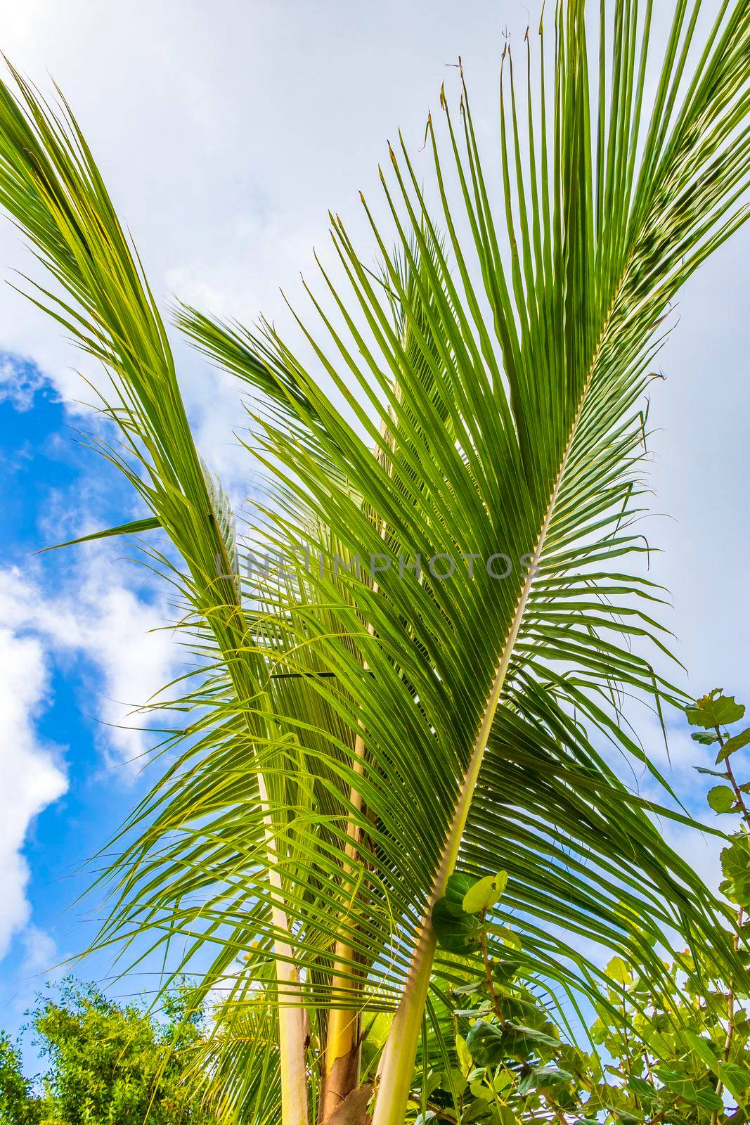 Tropical natural palm tree coconuts blue sky in Mexico. by Arkadij