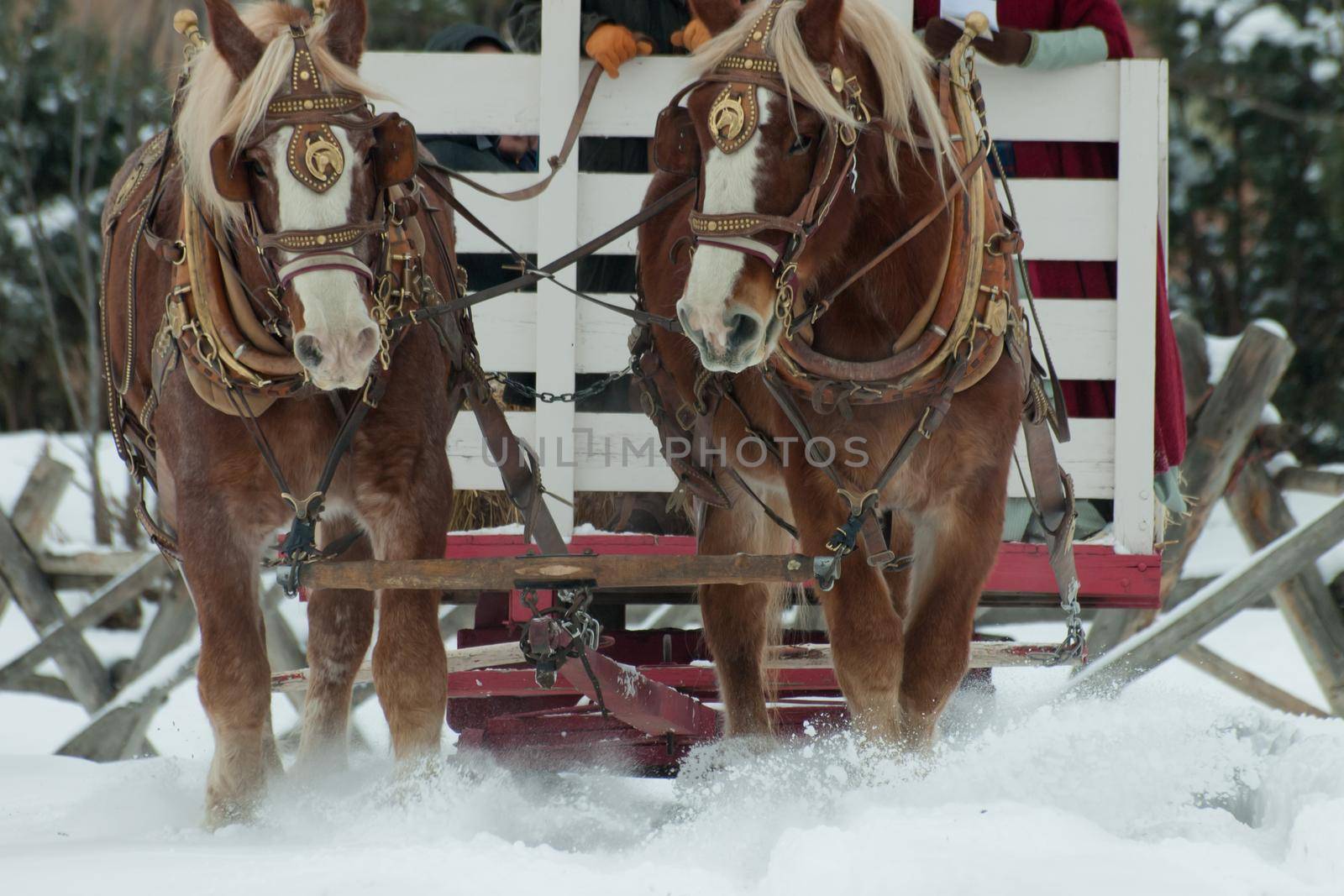 A carriage pulled by a pair of horses.