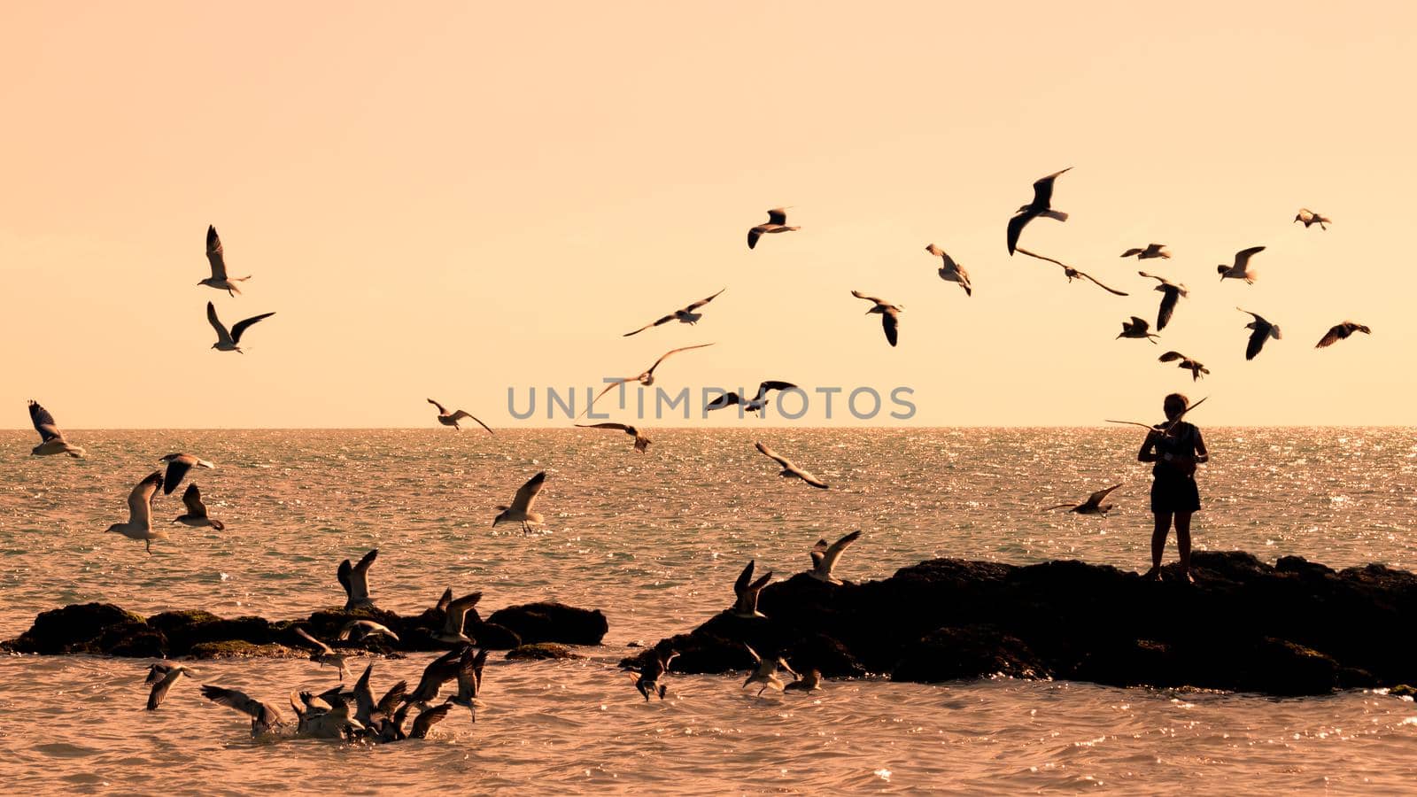 Feeding seagulls at Smathers Beach on Key west, Florida.