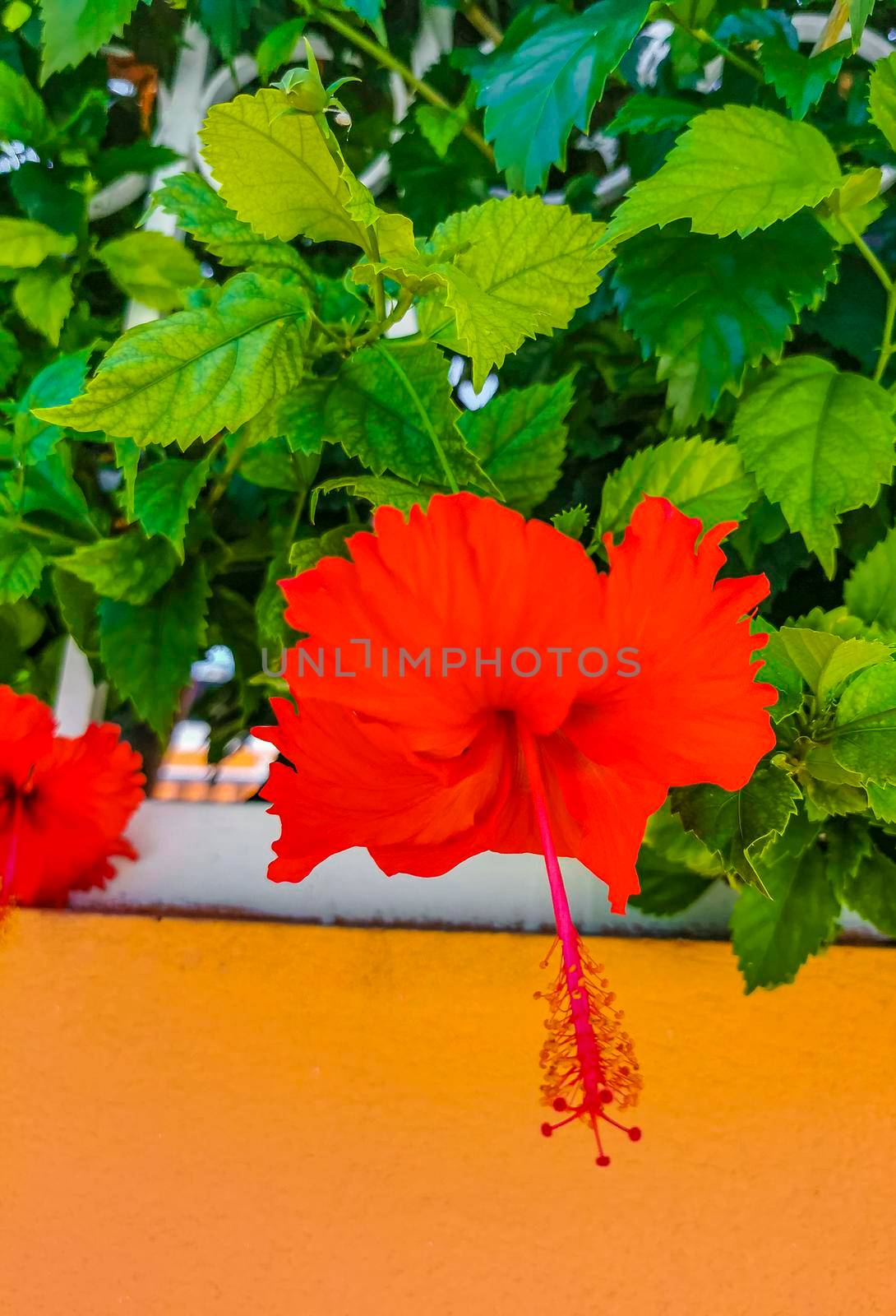 Red beautiful hibiscus flower flowers shrub tree plant in Playa del Carmen Quintana Roo Mexico.