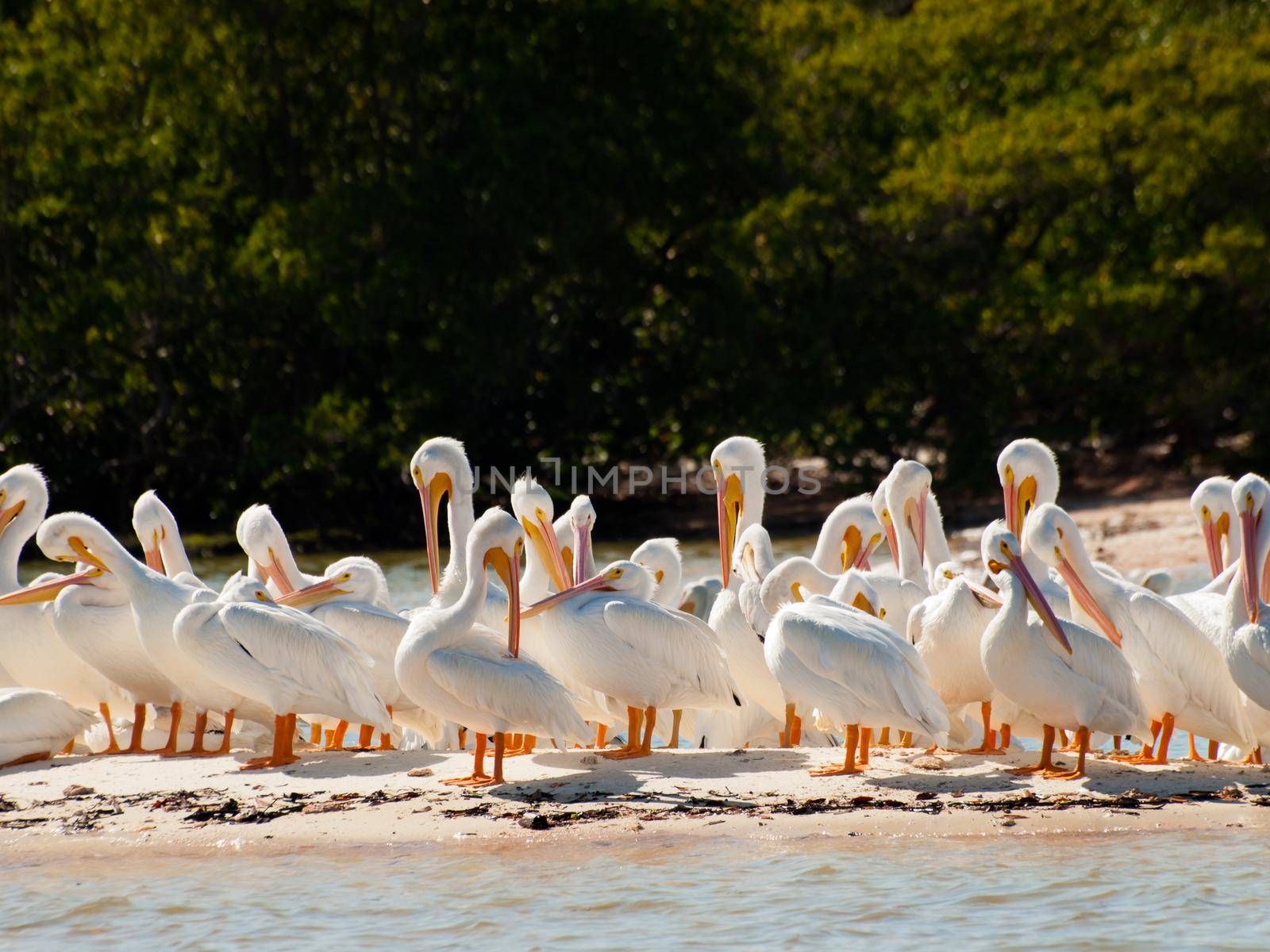 White pelicans at the Chokoloskee Island.