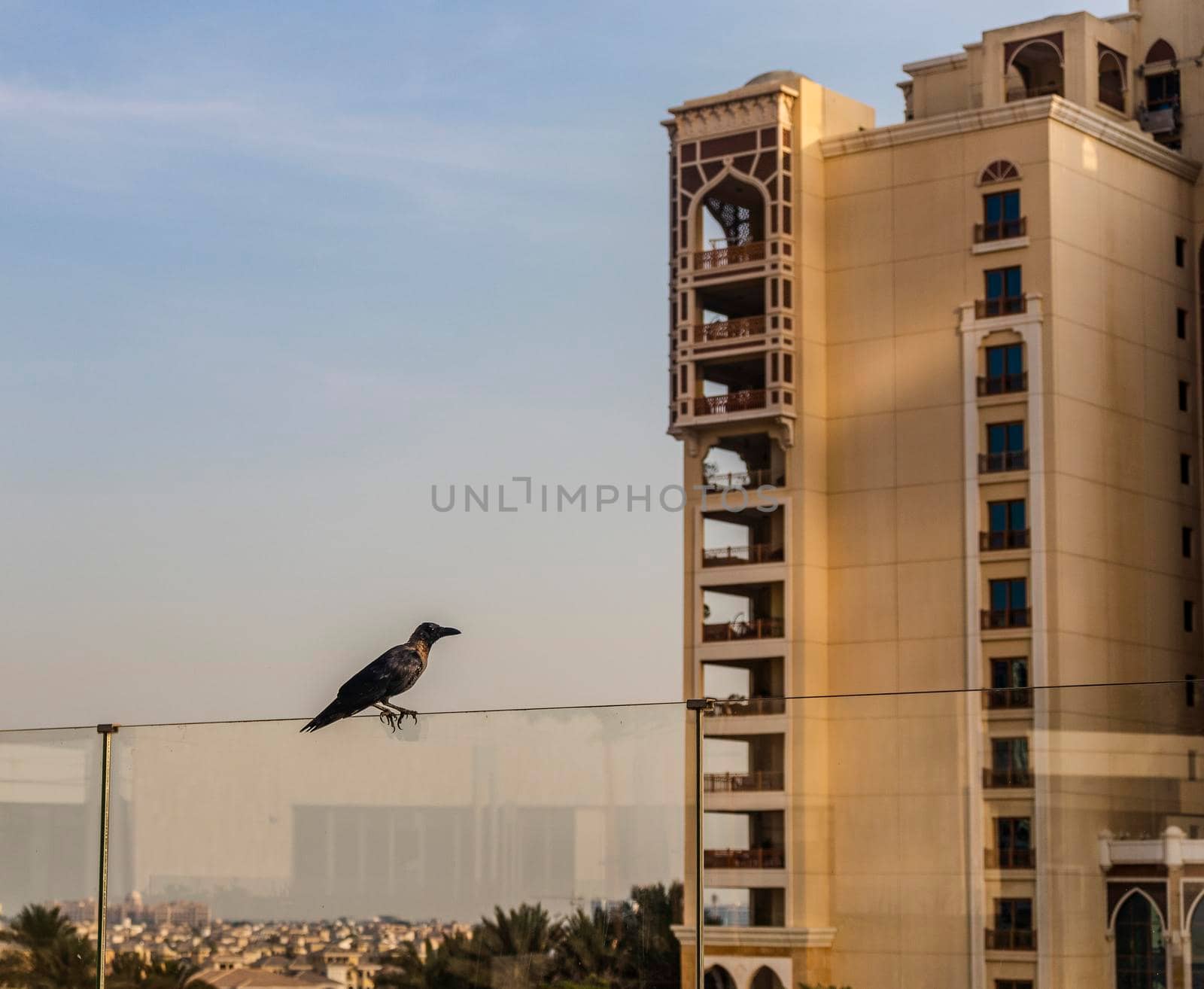 Close up shot of a crow sitting on the glass fence