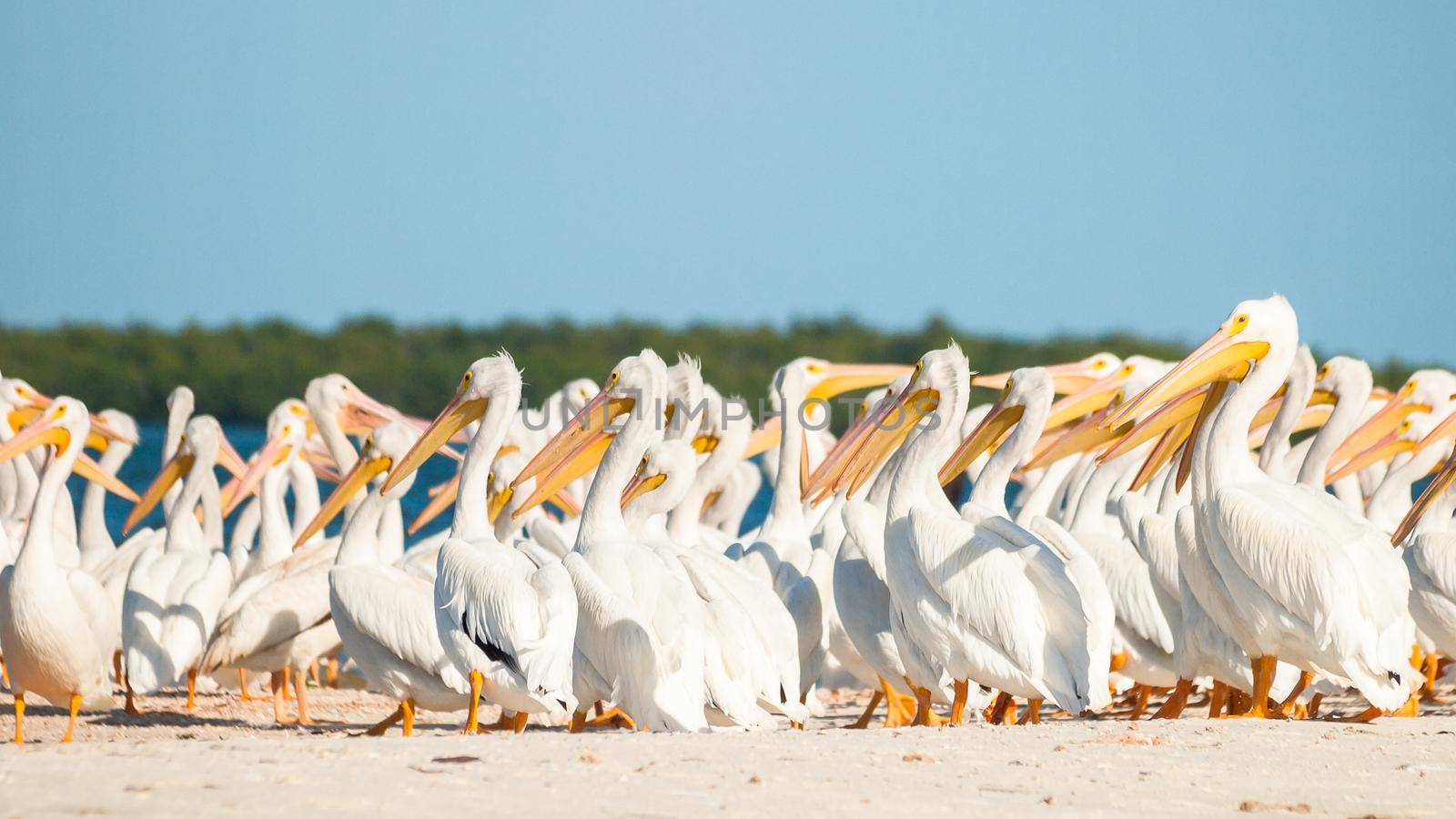 White pelicans at the Chokoloskee Island.