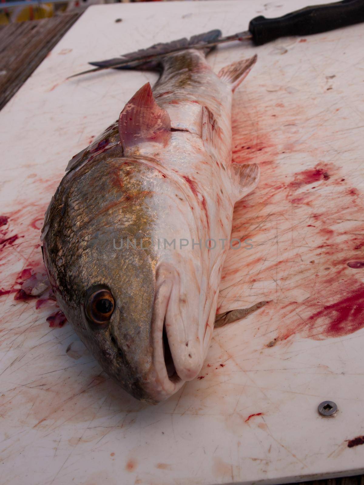 Fisherman cleaning his fresh catch of the day.