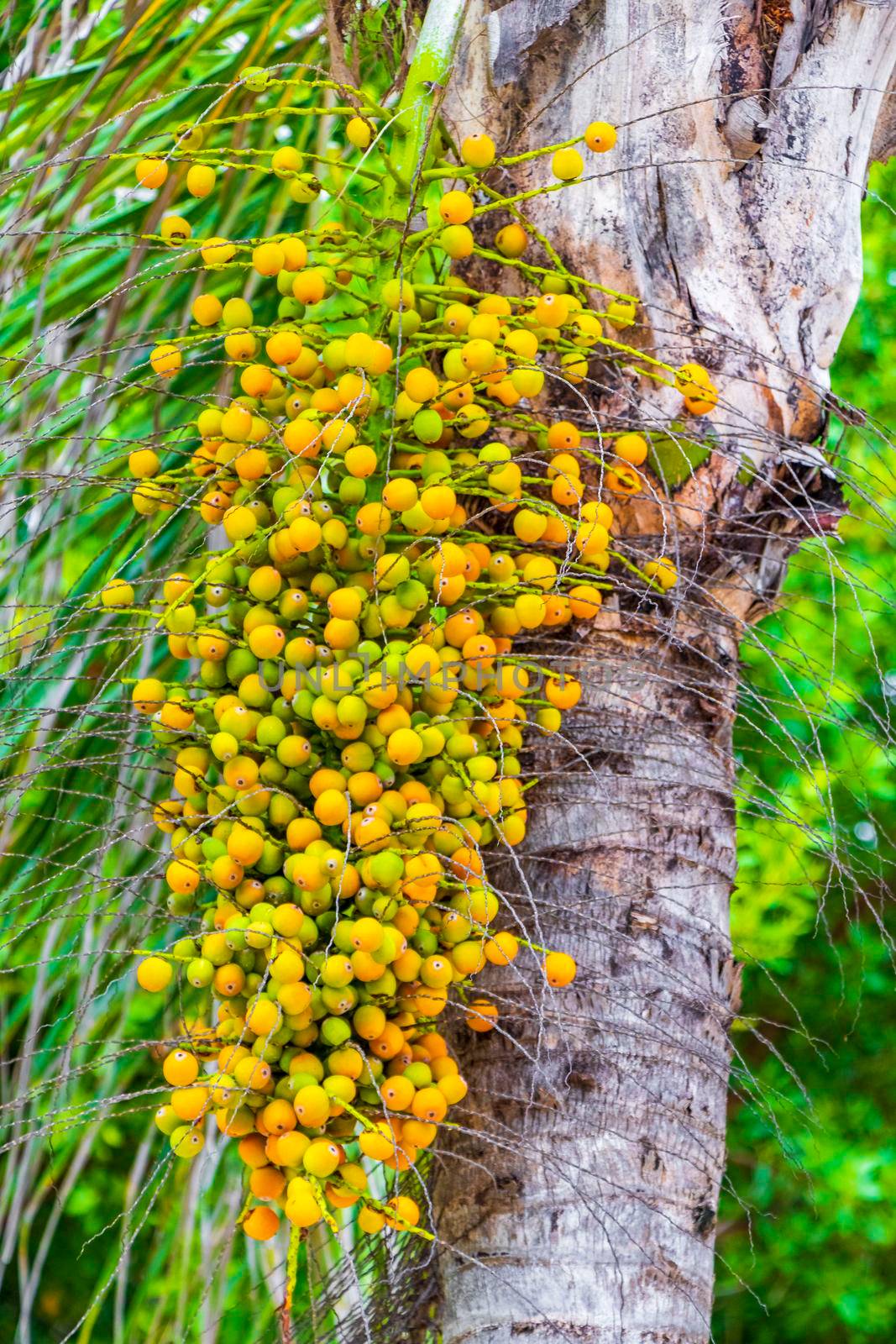 Tropical natural mexican palm tree with palm dates fruits and blue sky background in Playa del Carmen Quintana Roo Mexico.