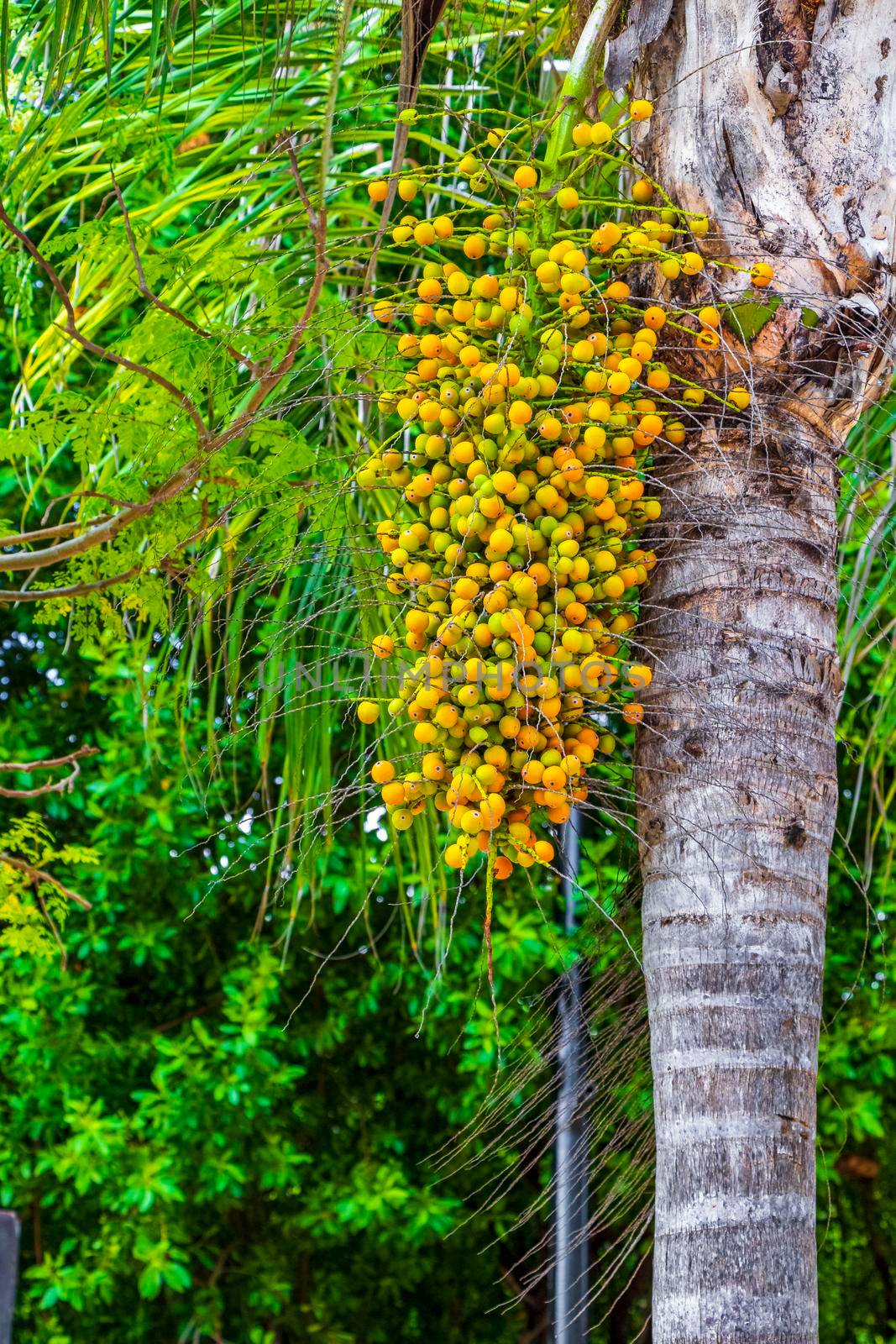 Tropical natural mexican palm tree with palm dates fruits and blue sky background in Playa del Carmen Quintana Roo Mexico.