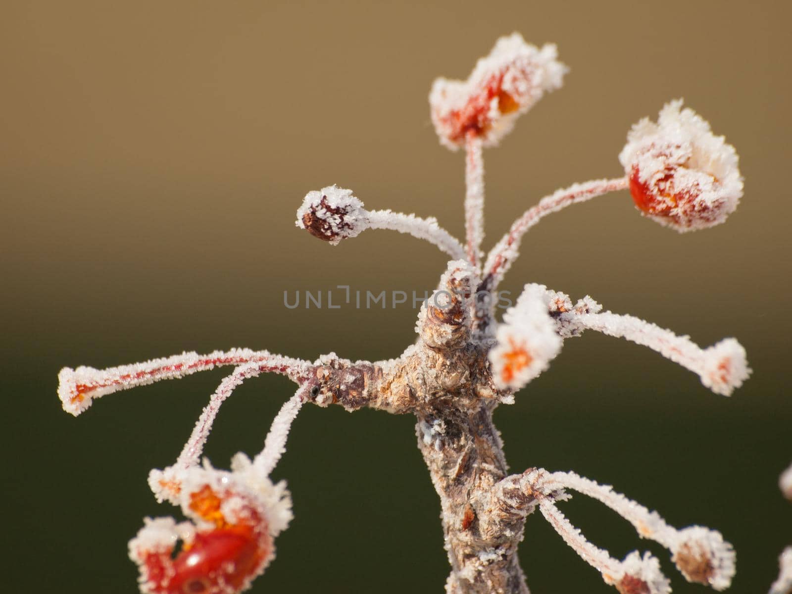 Fronst on tree with red barries.