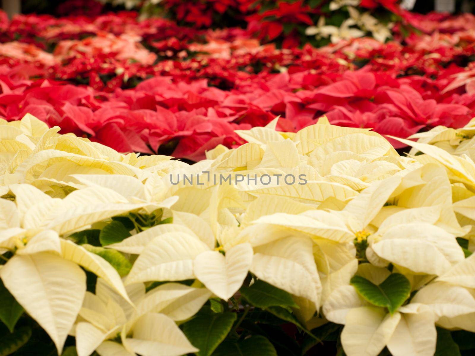 Rows of red and white poinsettia plants being grown at a Colorado nursery in preparation for the holiday season.