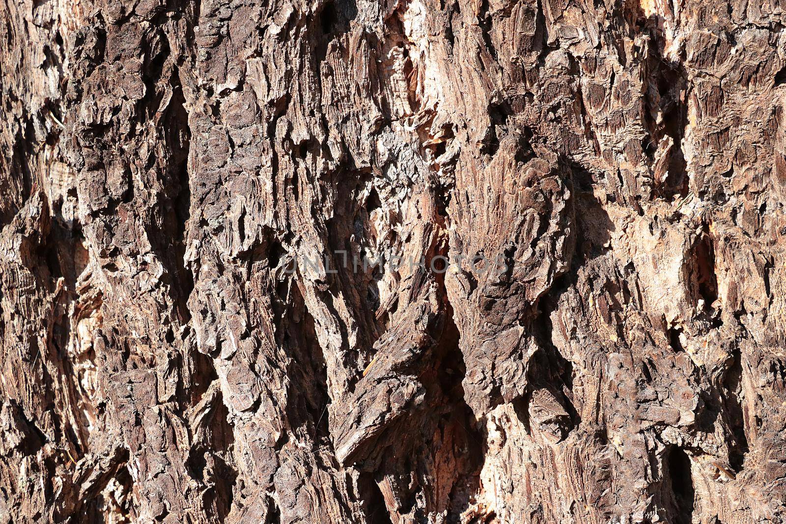 View of the old tree trunk. Wood texture. Tree background