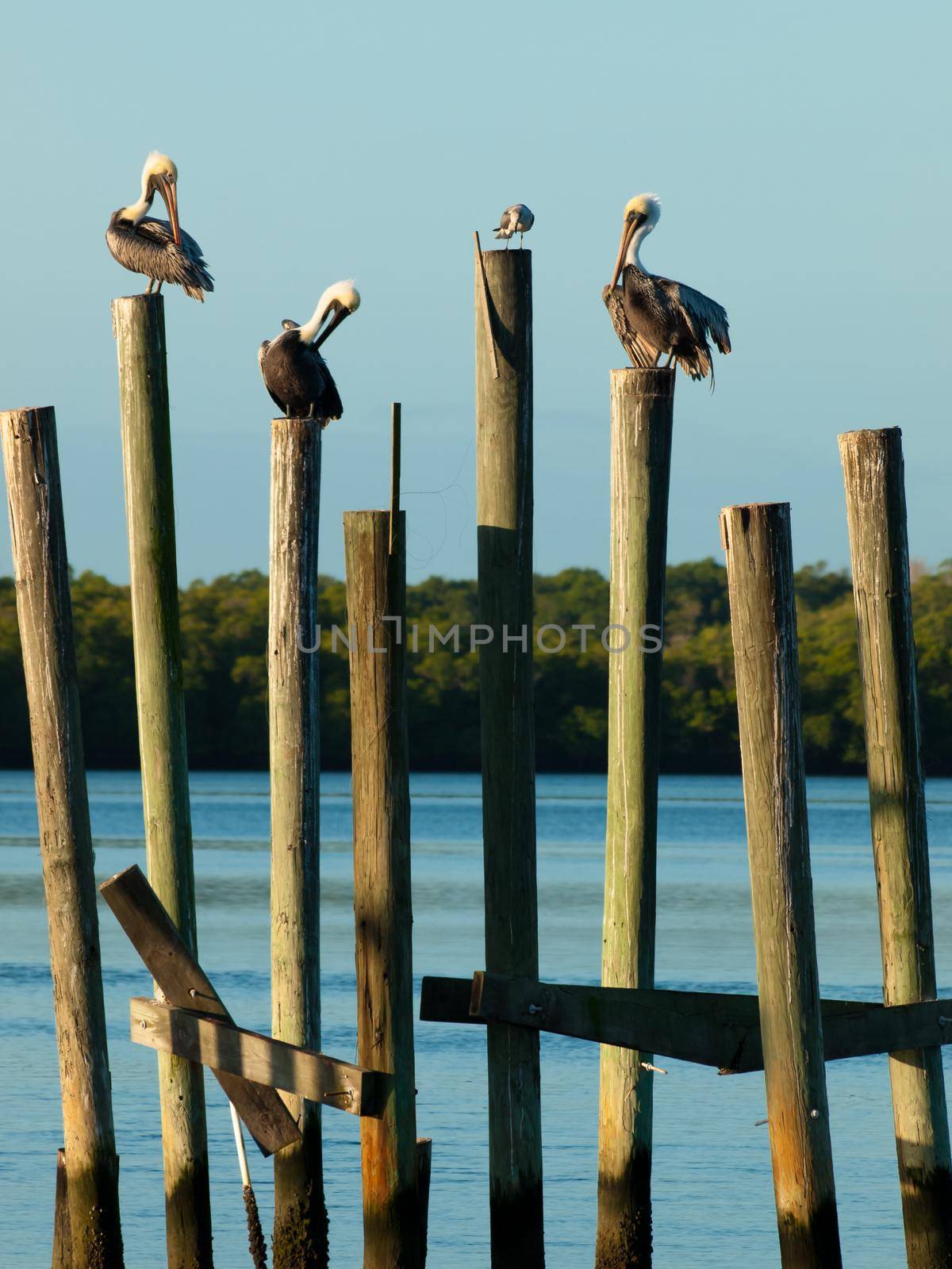 Brown pelican at the Chokoloskee Island.