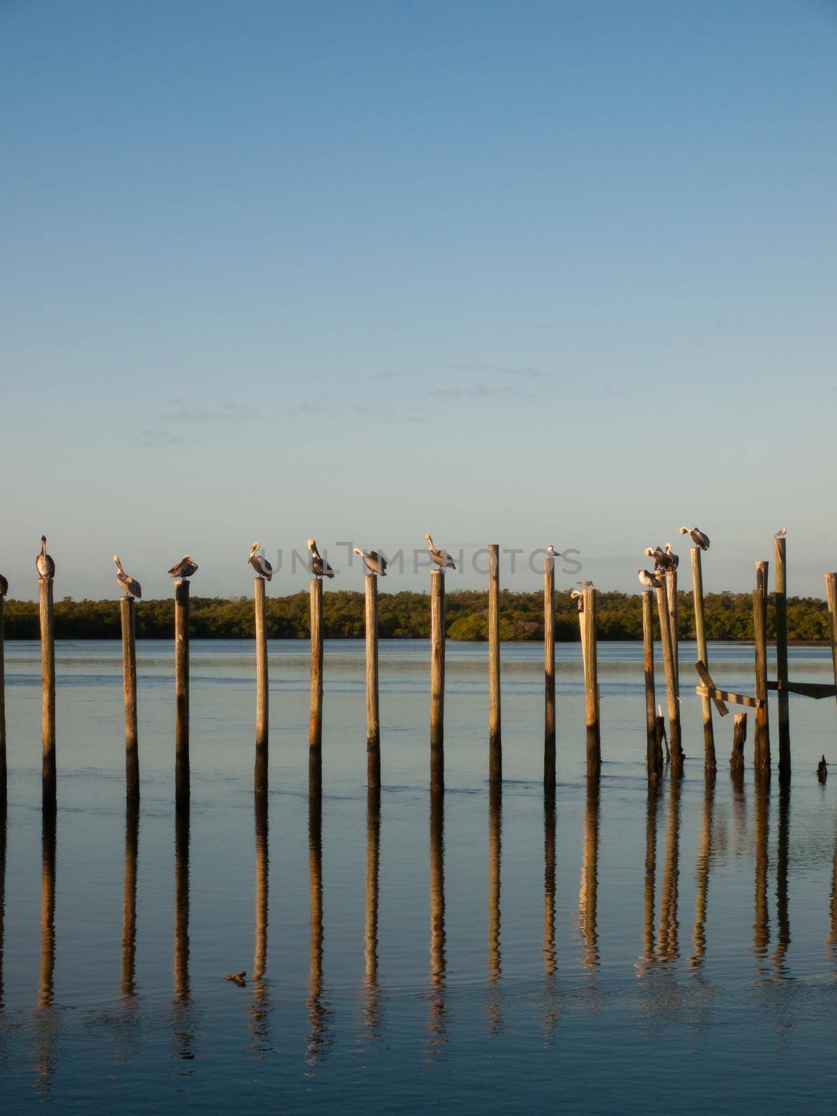 Brown pelican at the Chokoloskee Island.