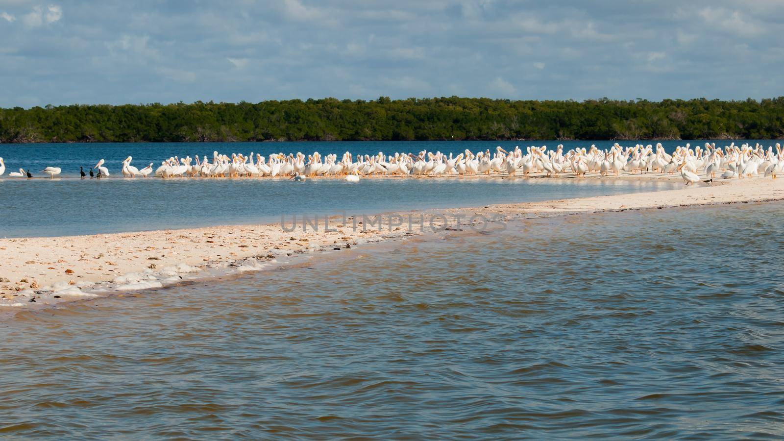 White pelicans at the Chokoloskee Island.