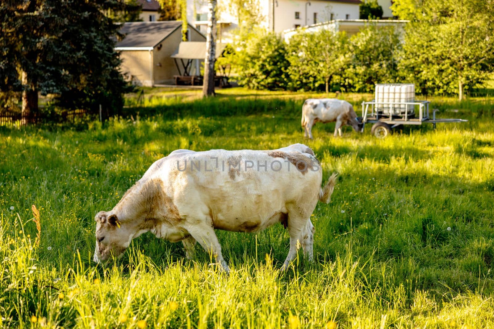 Cow on the meadow, eating grass. Farming outdoor. Beautiful landscape with sun light. Animal of farm. Sunny evening, amazing weather. Beauty of the nature, rural life